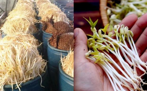 thực phẩm bẩn, Sử dụng thuốc kích thích tăng trưởng để làm giá đỗ, phân biệt giá đỗ sạch