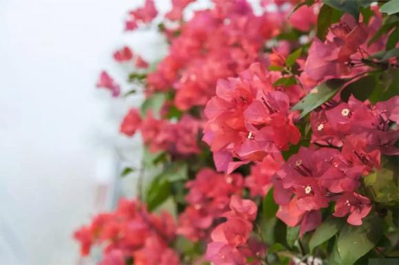 hoa giấy, cây cảnh