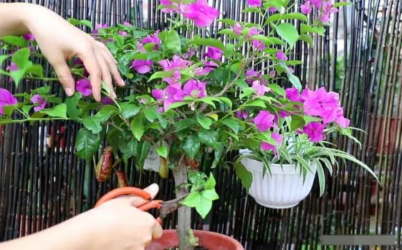 hoa giấy, cây cảnh