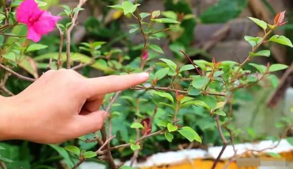 hoa giấy, cây cảnh