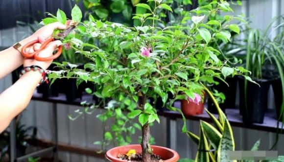 hoa giấy, cây cảnh