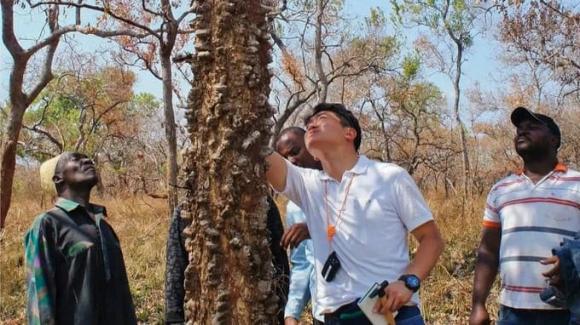 Gỗ quý hiếm, Gỗ đen châu Phi