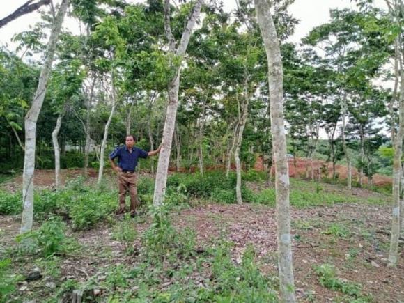 Gỗ quý hiếm, gỗ sưa đỏ