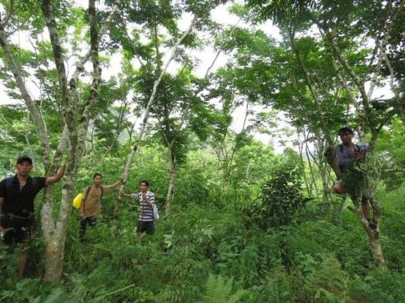 Gỗ quý hiếm, gỗ sưa đỏ