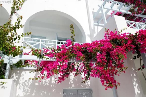hoa giấy