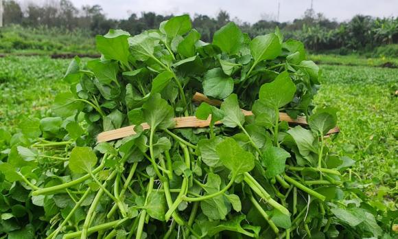 rau chống ung thư, rau cải xoong, rau xanh