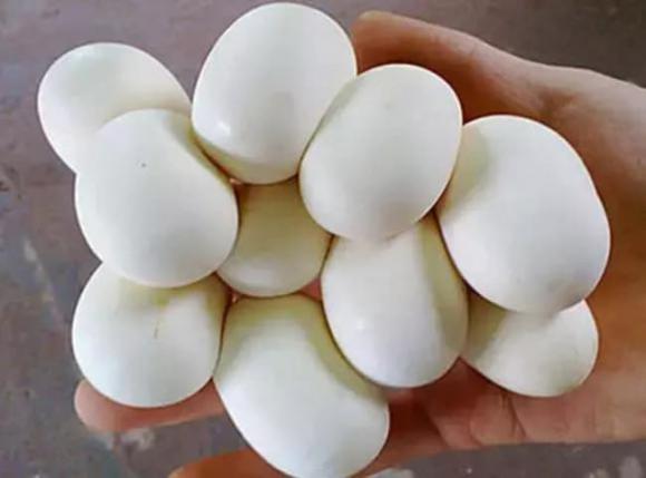 trứng rắn, món ăn từ trứng rắn, đặc sản