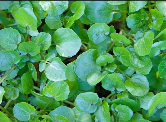 rau chống ung thư, rau cải xoong, rau xanh