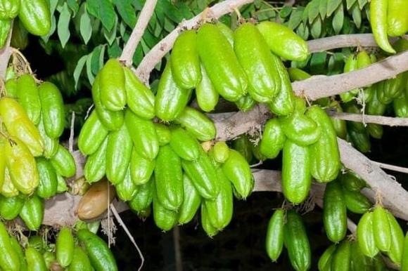 mứt khế tàu, khế tàu, đặc sản