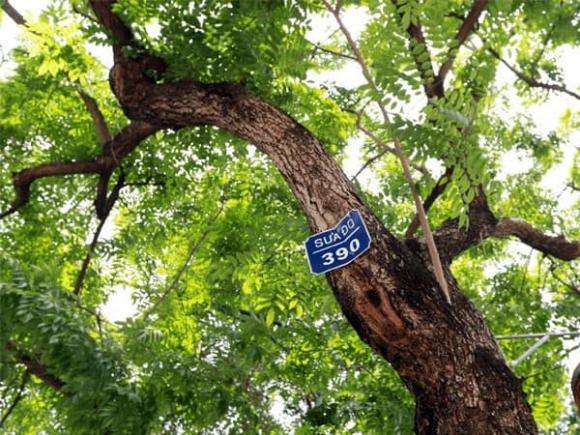 Gỗ quý, gỗ sưa đỏ