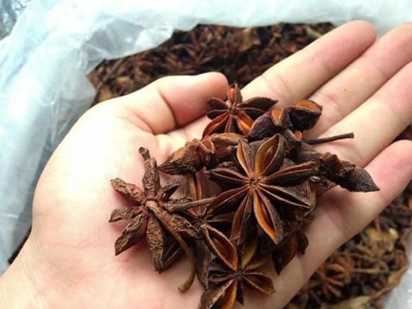 Hoa hồi, gia vị, báu vật trời ban