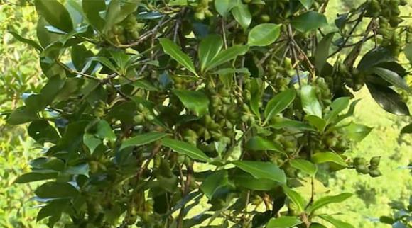 Hoa hồi, gia vị, báu vật trời ban