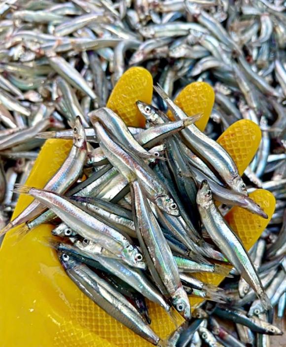 cá giàu canxi, cá cơm