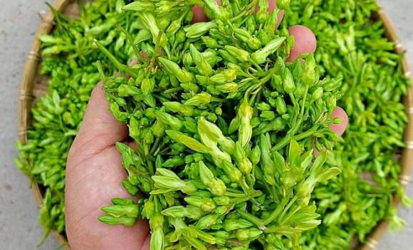 hoa thiên lý, lợi ích hoa thiên lý