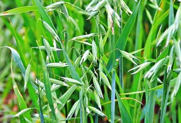  lúa mạch dại, yến mạch dại, vàng xanh