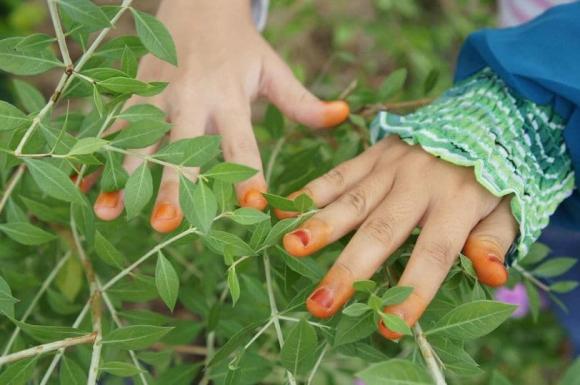 tết đoạn ngọ, tết đoạn ngọ ăn gì, ăn gì dịp tết đoan ngọ