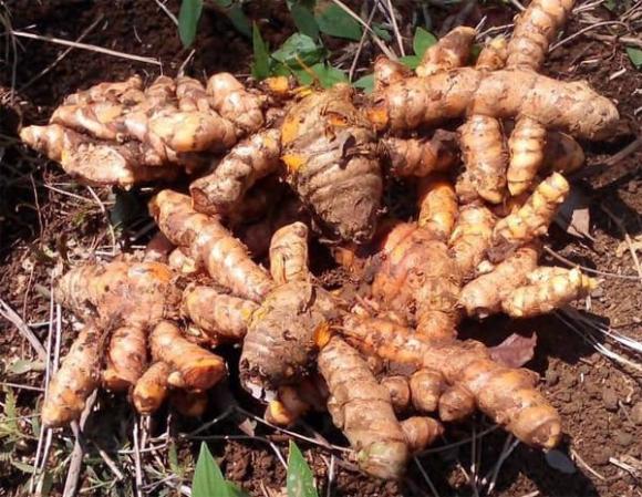 Mỏ vàng dưới lòng đất, củ gừng, củ nghệ