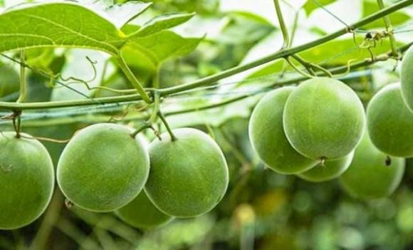 quả la hán, la hán ngọt gấp 300 lần đường mía, tiểu đường, ngừa ung thư