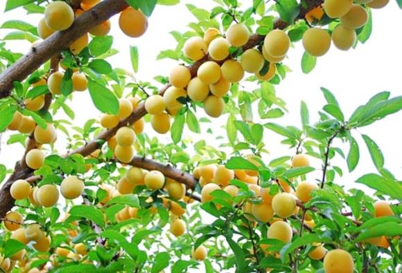 COVID-19, quả mơ, lợi ích của quả mơ, thanh lọc phổi, tăng cường miễn dịch