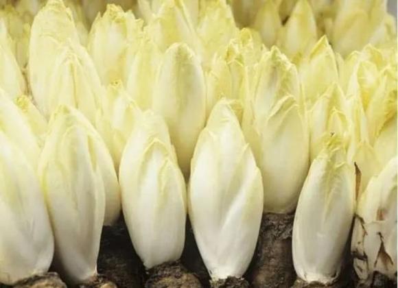 rau chicory, mô hình trồng rau chicory
