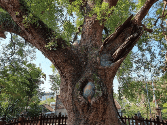 Cây thiêng ngàn năm, Cây dã hương