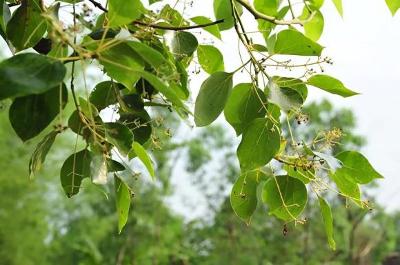 Cây thiêng ngàn năm, Cây dã hương