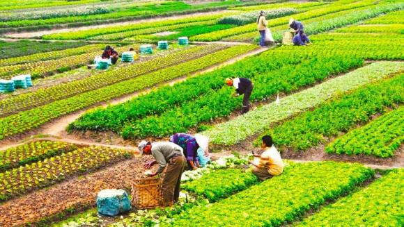 Luật đất đai, chuyển đổi quyền sử dụng đất nông nghiệp