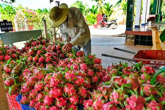 Top 10 Loại quả ngon nhất Đông Nam Á, Dừa Bến Tre, Xoài Hòa Lộc