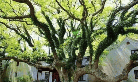 Cây quý hiếm, Cây trăn Phổ Đà