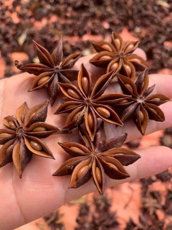 hoa hồi, nông sản, nông sản xuất khẩu