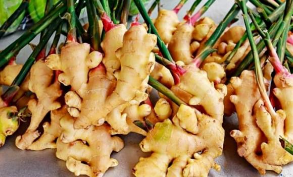 gừng, nghệ, Kho báu dưới lòng đất