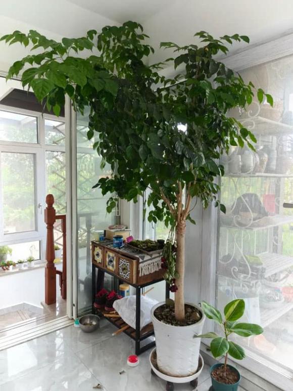trồng cây, phong thủy nhà ở, phòng khách