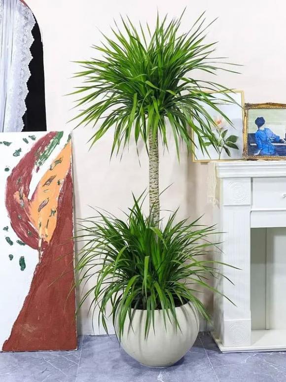 trồng cây, phong thủy nhà ở, phòng khách