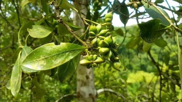 hoa hồi, nông sản, nông sản xuất khẩu