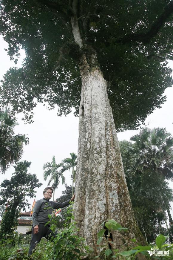 Cây gỗ quý, Cây dó trầm