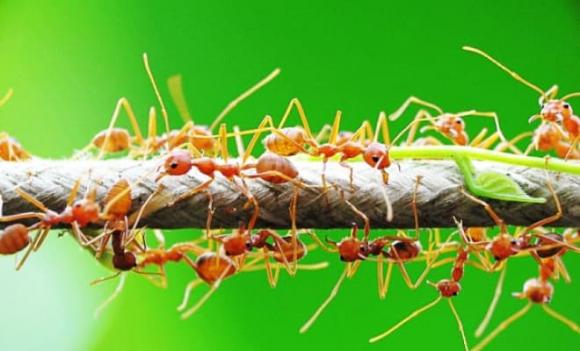  nông dân Tây Ninh, bưởi Tây Ninh, kiến vàng, vỏ lon bia