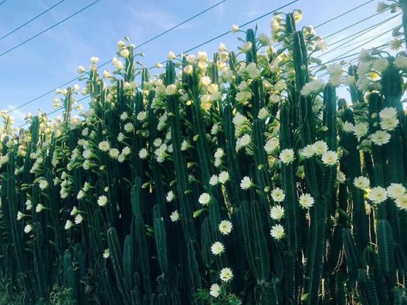 trồng cây, trồng cây trước cửa, phong thủy 