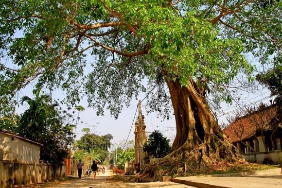 trồng cây, trồng cây trước cửa, phong thủy 