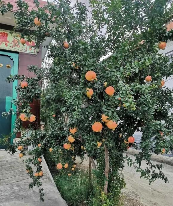 cây cảnh, cây tài lộc
