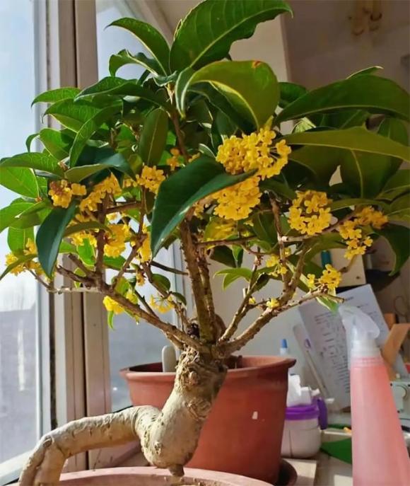 cây cảnh, cây tài lộc