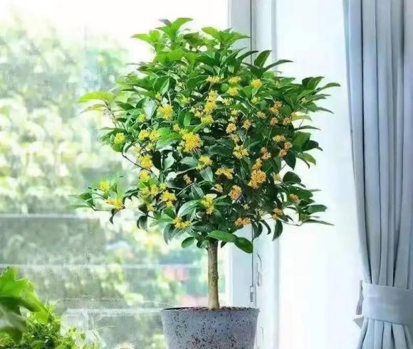 cây cảnh, cây tài lộc