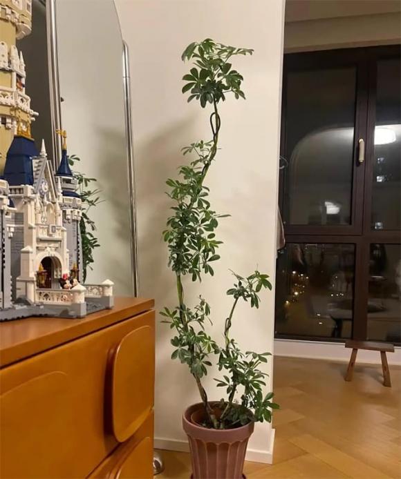 cây cảnh, cây tài lộc