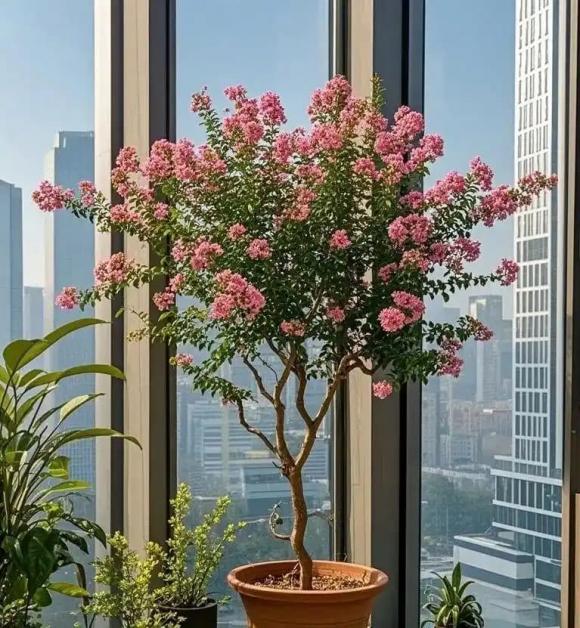 cây cảnh, cây tài lộc