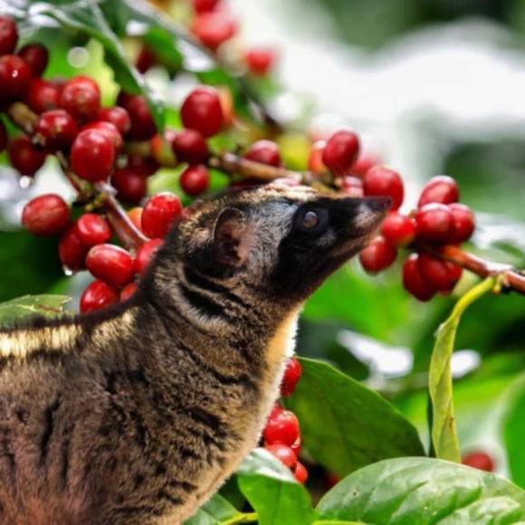 Chất thải quý hiếm của động vật, cá nhà táng