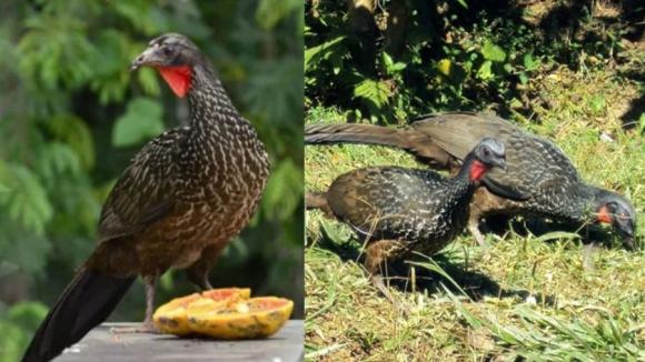 Chất thải quý hiếm của động vật, cá nhà táng