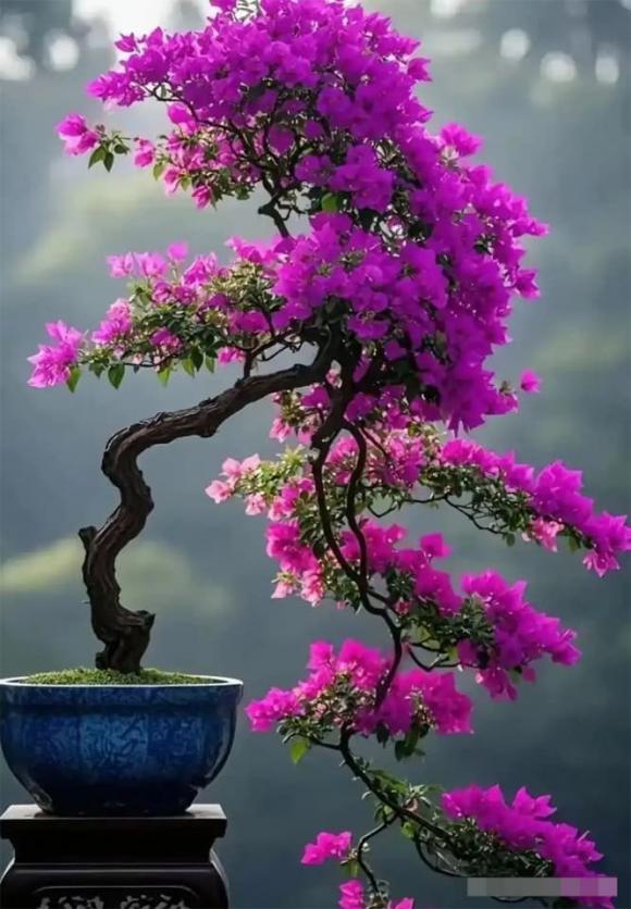 hoa giấy