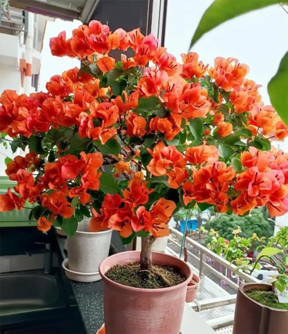 hoa giấy