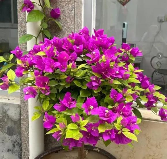 hoa giấy