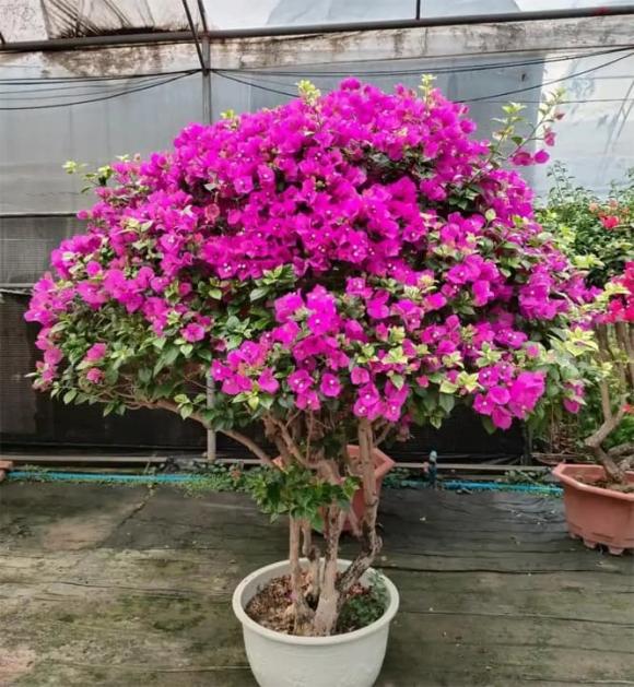 hoa giấy