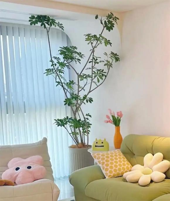 cây cảnh, cây tài lộc